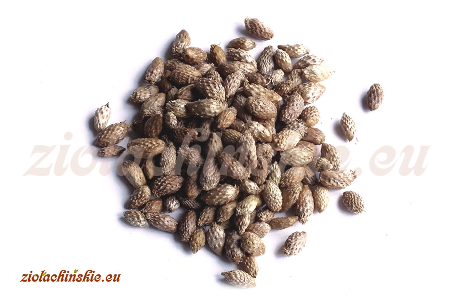 Cang Er Zi - Xanthii, Fructus - Rzepień, Owoc