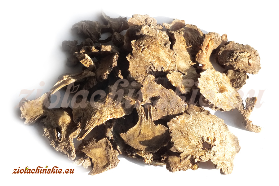 Gao Ben - Ligustici, Rhizoma