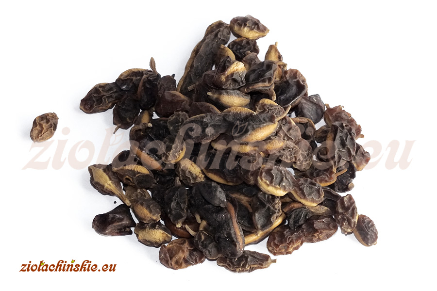 Huai Jiao - Sophorae, Fructus - Szupin (Sofora), Owoc