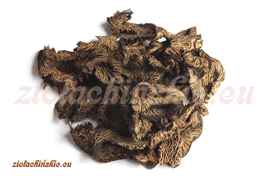 Sheng Ma - Cimicifugae, Rhizoma - Pluskwica, Kłącze